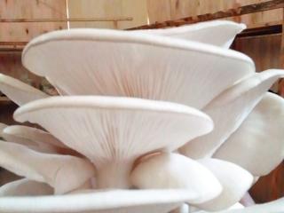 Mushroom Cultivation in Mizan atvet College