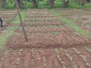 Research on Harricot bean at day 16 viability performance